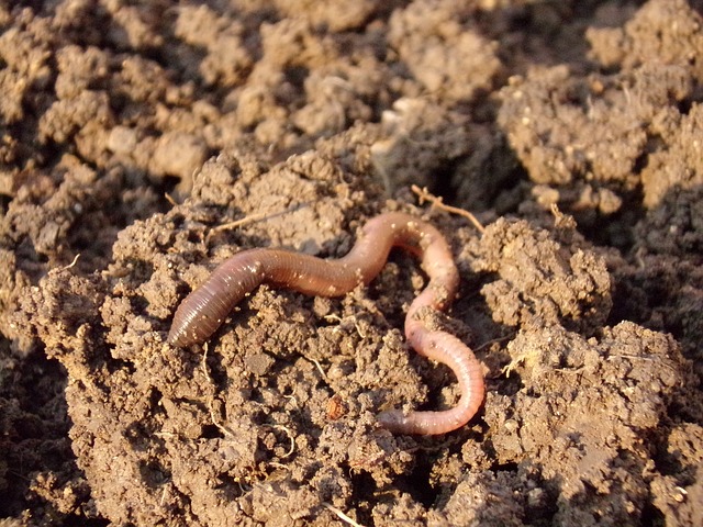 How to Increase Earthworms in Soil