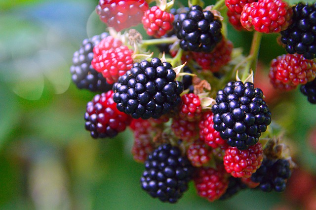 Best Berries to Grow in Hot, Dry Climates