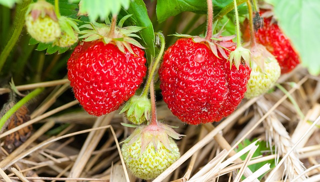 berries to grow in hot, dry climates