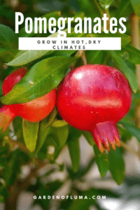 pomegranates hot dry climates