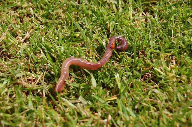 increase earthworms in soil