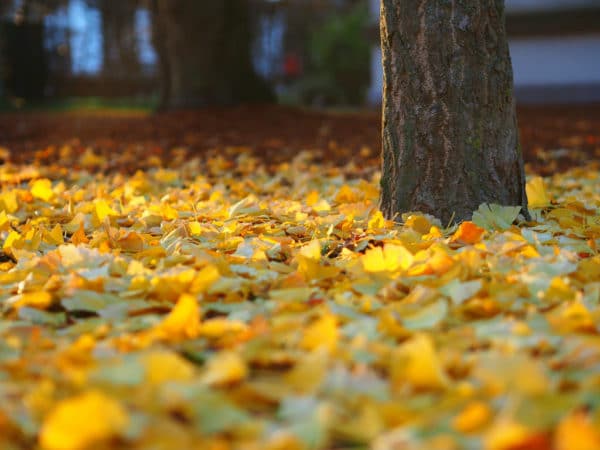 7 Reasons For Pomegranate Leaves Turning Yellow 