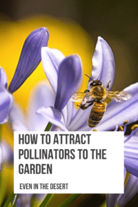 attract pollinators to the garden