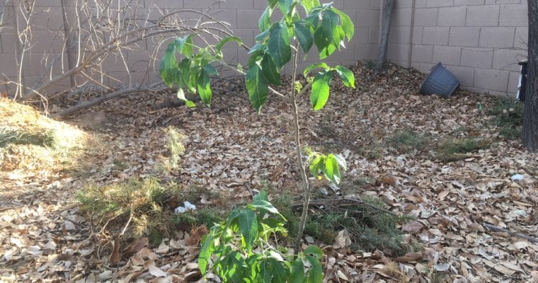 Growing White Sapote in Hot, Dry Climates