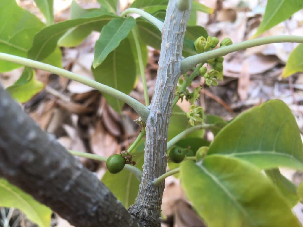 growing white sapote in hot, dry climates
