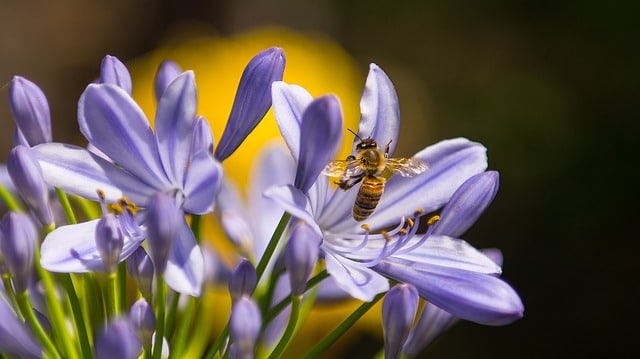 attract pollinators to the garden