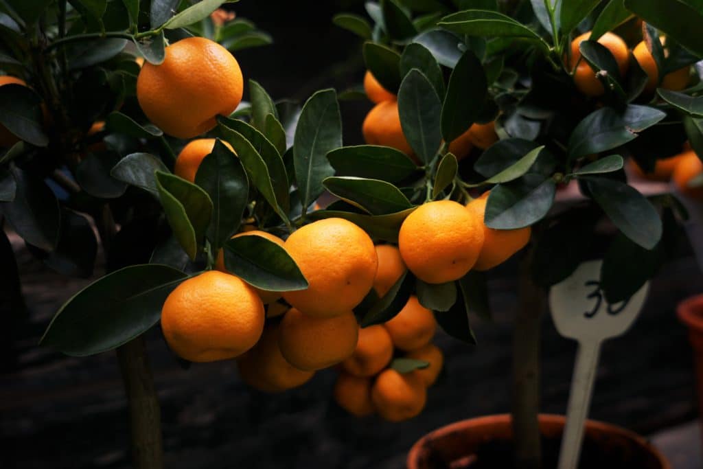 grow fruit trees in containers