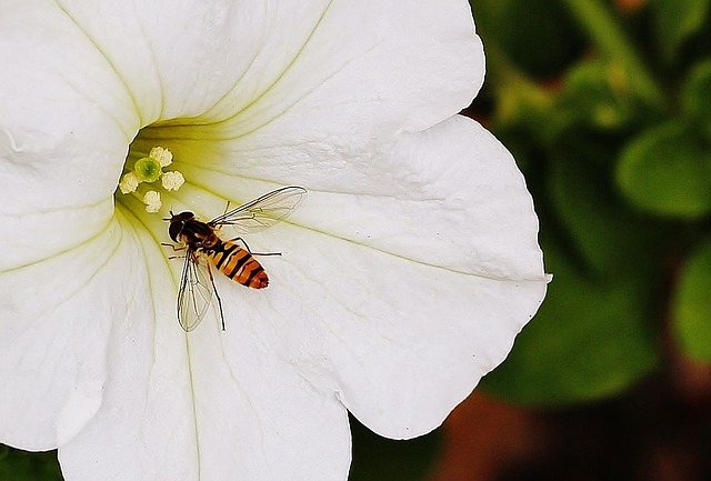 How to Attract Pollinators to the Garden (Even in the Desert)