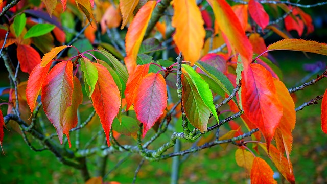 fruit trees leaves dropping
