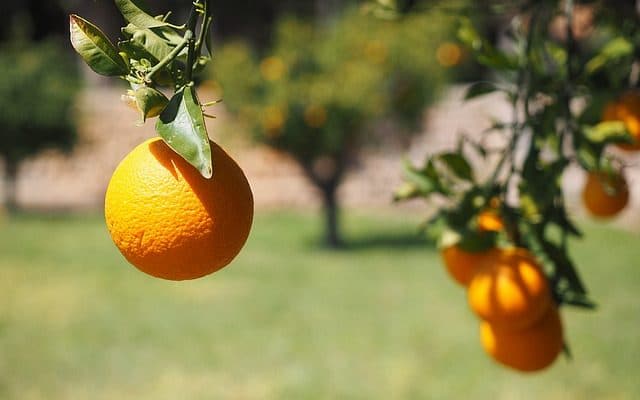 Importance of Fruit Trees-10 Things You Need to Know