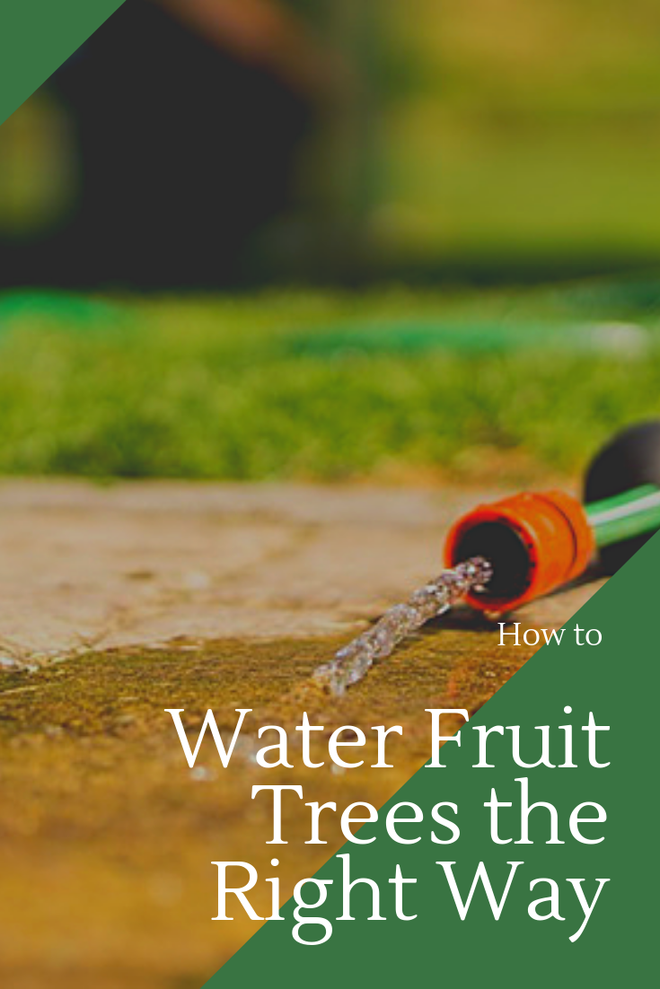How to Water Fruit Trees in Hot Climates The Right Way Garden of Luma