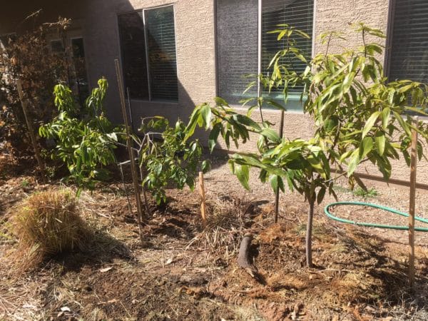 tropical fruit tree