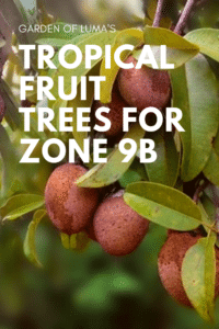 Tropické ovocné stromy zóna 9a