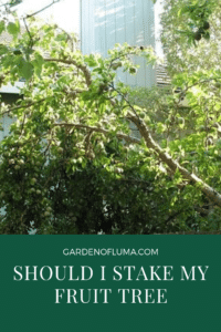 Should I stake my fruit tree