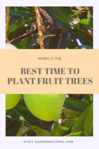best time to plant fruit trees