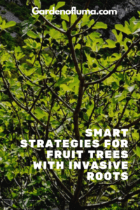 Smart Strategies for Fruit trees with Invasive Roots
