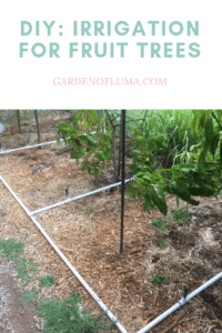 irrigation for fruit trees