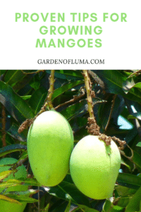 proven tips for growing mangoes