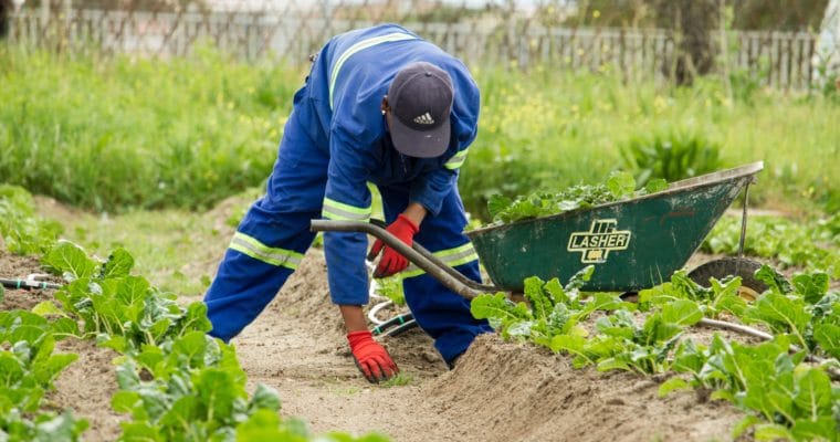 Does Gardening Keep You Fit?