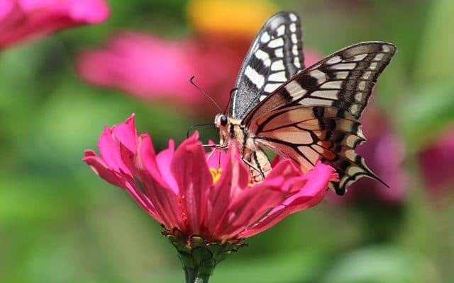 Essentials for a Successful Butterfly Garden in Hot Climates