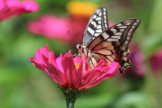 Essentials for a Successful Butterfly Garden in Hot Climates