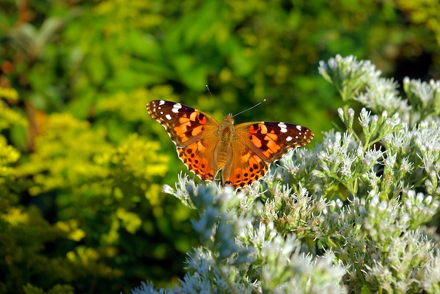 butterfly garden arizona