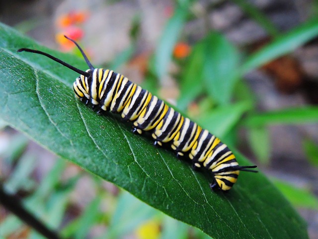 butterfly garden arizona