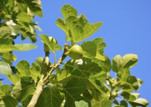 Growing Fig Trees in Hot, Dry Climates - Garden of Luma