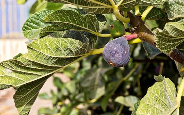 Growing Fig Trees in Hot, Dry Climates