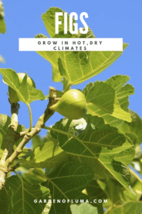fig trees in hot, dry climates