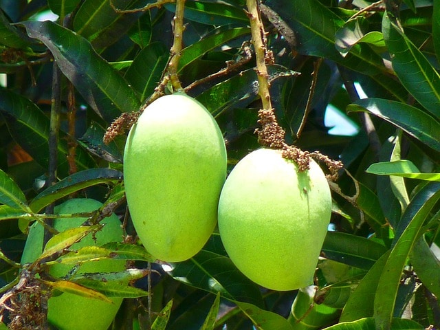 proven tips for growing mango trees