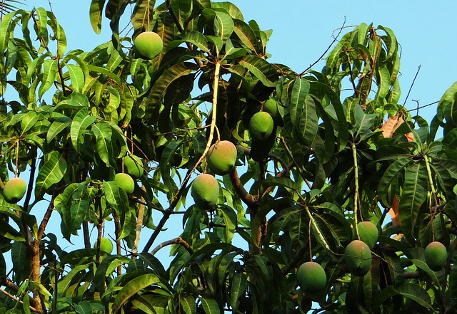 Proven Tips for Growing Mango Trees in Hot, Dry Climates