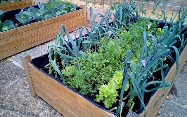 How to Start Urban Gardening in 5 Easy Steps