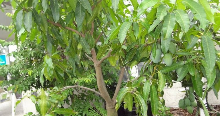 Mango Trees in Containers: 15 Best Mango Varieties for Small Spaces