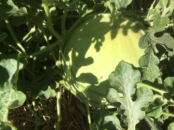 10 Secrets to Grow Watermelon in the Arizona Desert (Hot Climates)