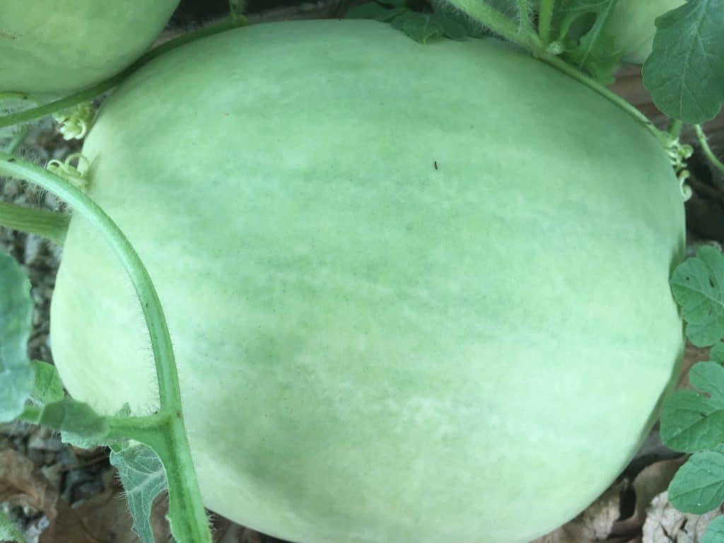 grow watermelon in arizona