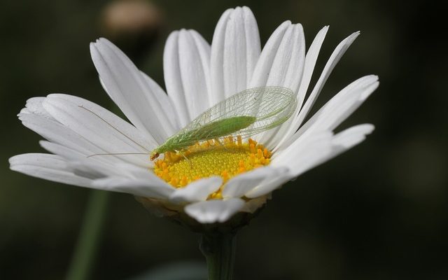 Should I Buy Beneficial Insects for the Garden?