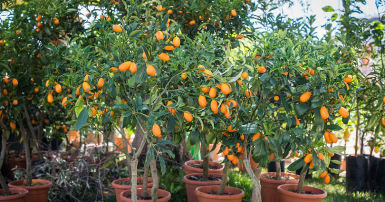Fruit Tree Buyers Tips: How to Choose Fruit Trees?