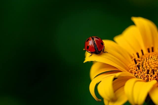 beneficial insects for the garden