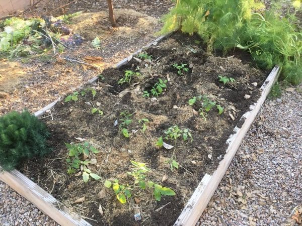 how to grow tomatoes in hot climates