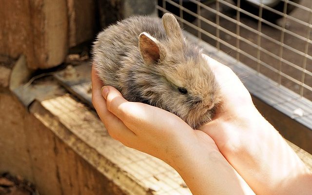 You Won’t Believe How Raising Rabbits as Indoor Pets Can Supercharge Your Garden