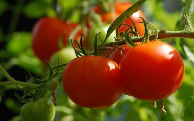 How to Grow Tomatoes in Hot Climates (Even In the Arizona Desert)
