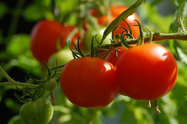 How to Grow Tomatoes in Hot Climates (Even In the Arizona Desert)