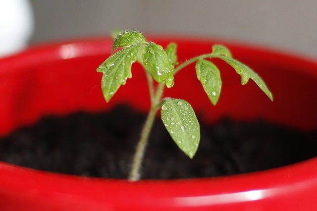 how to grow tomatoes in hot climates
