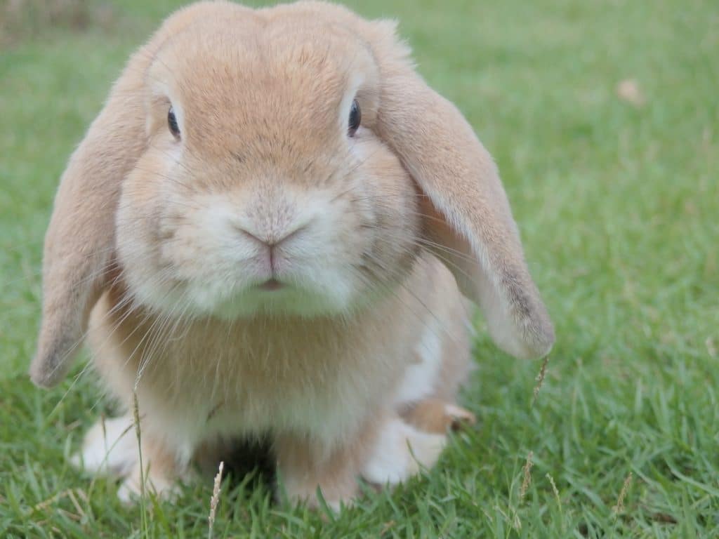raising rabbits for garden fertilizer