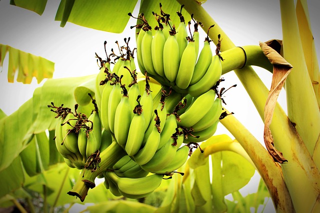 grow bananas in hot climates