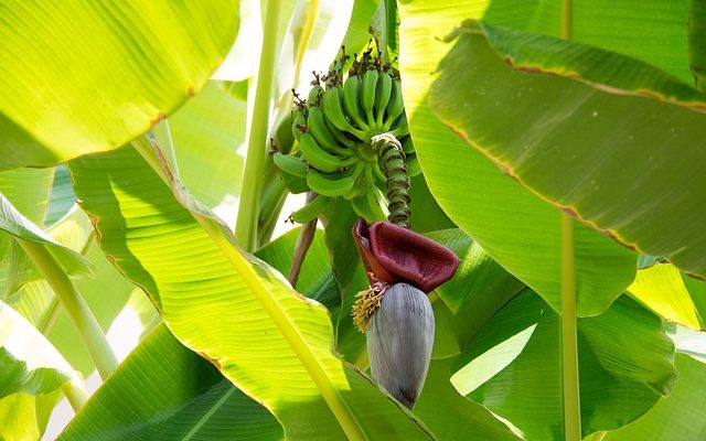 Can I Grow Bananas in Hot Climates like Arizona